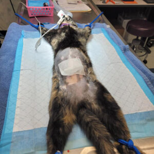 Spay-Day-2-02
