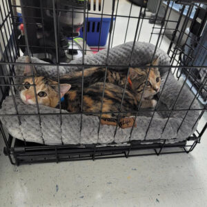 Spay-Day-2-03
