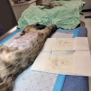 Spay-Day-2-05