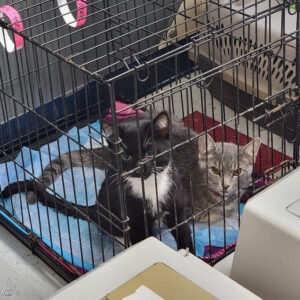 Spay-Day-2-06